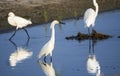 Snowy Egret walking in water on Hilton Head Island beach Royalty Free Stock Photo