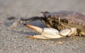 Crab claw on Hilton Head Island beach Royalty Free Stock Photo