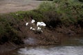 Snowy egret Egretta thula 3