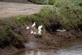 Snowy egret Egretta thula 2