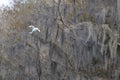Snowy Egret (Egretta thula) taking flight from tree along the shore Royalty Free Stock Photo