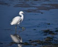 A snowy egret on the shore of Elkhorn Slough