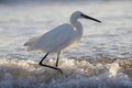 Snowy Egret wading in the surf - Gulf of Mexico, Florida Royalty Free Stock Photo