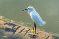 Snowy Egret