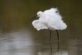 Snowy Egret - Estero Island, Florida Royalty Free Stock Photo