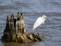Snowy Egret Feeding at Waters Edge Royalty Free Stock Photo