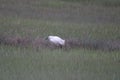 Snowy egret on a field surrounded by tall blades of green grass Royalty Free Stock Photo