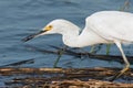 Snowy Egret with Fish Royalty Free Stock Photo