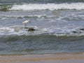 Snowy Egret with Fish on a Coquina Rock