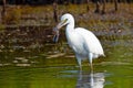 Snowy Egret With Fish Royalty Free Stock Photo