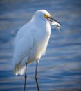 Snowy egret with fish in his mouth Royalty Free Stock Photo