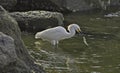 Snowy Egret with fish Royalty Free Stock Photo