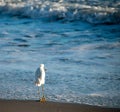 Snowy egret with fish in mouth walking into the waves on the beach Royalty Free Stock Photo
