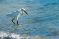 Snowy Egret with Fish at Myakka State Park Royalty Free Stock Photo