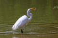 Snowy Egret with Fish ! Royalty Free Stock Photo