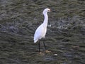 Snowy Egret fishing in the bay at sunset