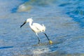Snowy Egret Fishing on the Beach Royalty Free Stock Photo