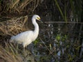 Snowy egret fishing in a marsh Royalty Free Stock Photo