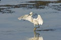 A Snowy Egret fishing for a meal Royalty Free Stock Photo