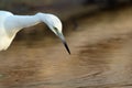 Snowy egret is fishing in water in golden hour time Royalty Free Stock Photo