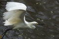 Snowy egret flies with a fish in its bill, Florida. Royalty Free Stock Photo