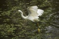 Snowy egret flies with a fish in its bill, Florida. Royalty Free Stock Photo