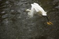 Snowy egret flies with a fish in its bill, Florida. Royalty Free Stock Photo