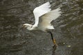 Snowy egret flies with a fish in its bill, Florida. Royalty Free Stock Photo