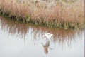 A Snowy Egret flies over the greenway river on Amelia Island Royalty Free Stock Photo