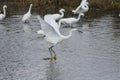 Snowy egret in flight Royalty Free Stock Photo