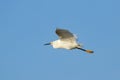 Snowy Egret in flight Royalty Free Stock Photo