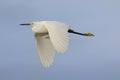 Snowy Egret in flight Royalty Free Stock Photo