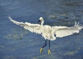 Snowy Egret in flight Royalty Free Stock Photo