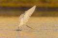 A snowy egret in flight landing in Texas water. Royalty Free Stock Photo