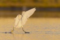 A snowy egret in flight landing in Texas water. Royalty Free Stock Photo