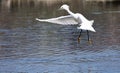 Snowy Egret in flight landing in water