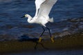 Snowy Egret in Flight