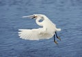 Snowy Egret in flight Royalty Free Stock Photo