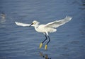 Snowy Egret in flight Royalty Free Stock Photo