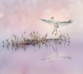 Snowy Egret in flight over lake