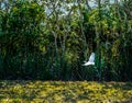 Snowy Egret in Flight over Lake. Royalty Free Stock Photo