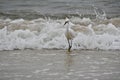 A Snowy Egret in Flight Royalty Free Stock Photo