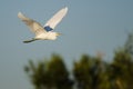 Snowy Egret Flying in Blue Sky Royalty Free Stock Photo