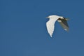 Snowy Egret Flying in a Blue Sky Royalty Free Stock Photo