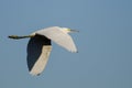 Snowy Egret Flying in Blue Sky Royalty Free Stock Photo