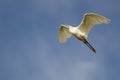 Snowy Egret Flying in Blue Sky Royalty Free Stock Photo