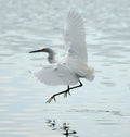 Snowy Egret flying in Bolinas Lagoon Royalty Free Stock Photo