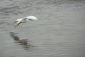 Snowy egret flying low over shallow water in Florida.