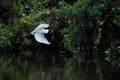 Snowy egret flying over dark water with its wings outstretched.