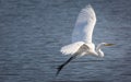 Snowy Egret Flying Over a Lake Royalty Free Stock Photo